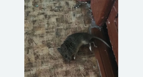 Дезинфекция от мышей в Боровске