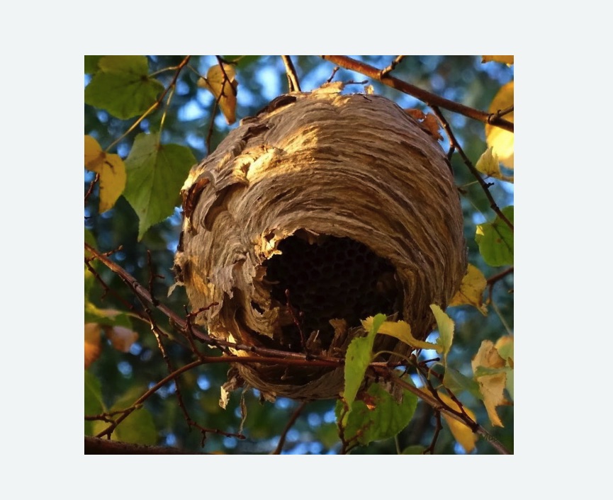 Обработка от шершней в Боровске