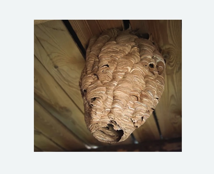 обработка от шершней в Боровске