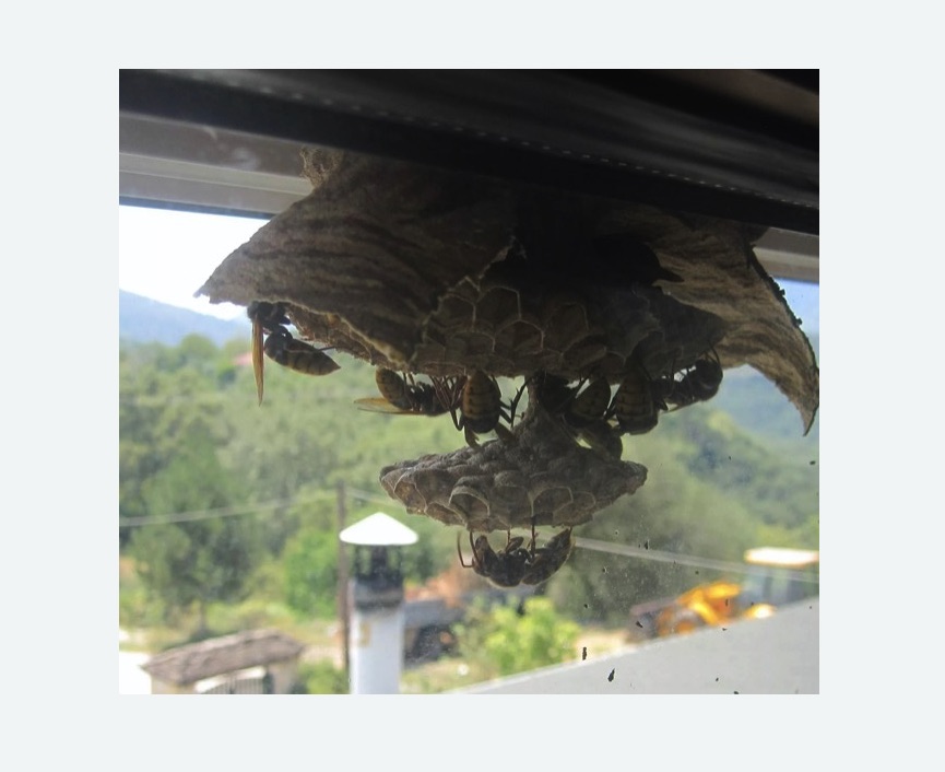 Уничтожение гнёзд шершней в Боровске