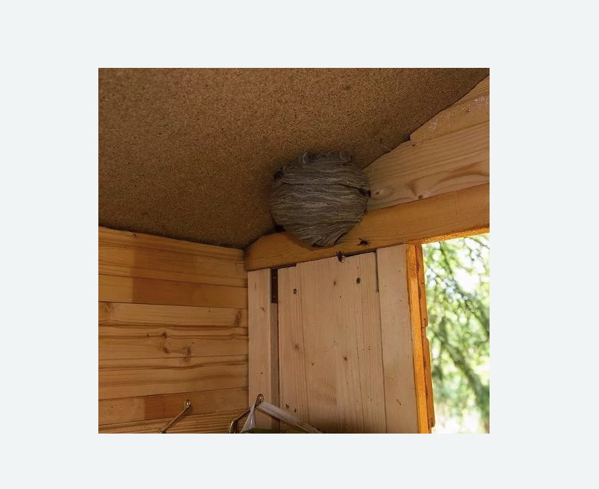 Обработка от ос в Боровске Обработка от ос