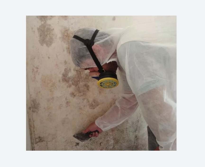 Обработка стен от плесени Обработка стен от плесени в Боровске