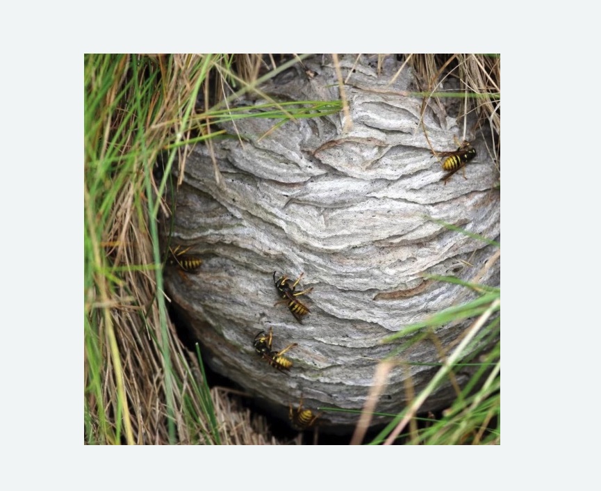 Уничтожение ос и ульев Уничтожение ос и ульев в Боровске